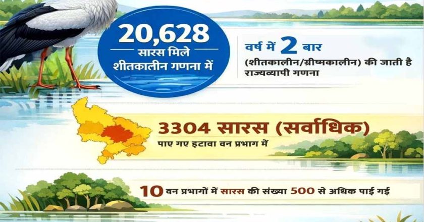 इटावा वन प्रभाग में पाए गए सर्वाधिक 3304 सारस, 10 वन प्रभागों में यह संख्या 500 से अधिक पाई गई
