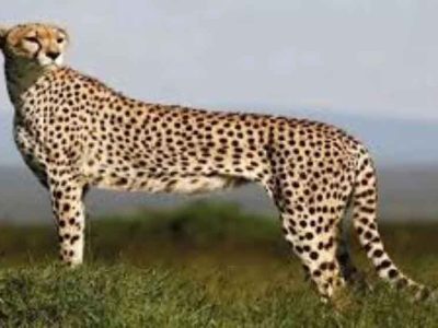 बोत्सवाना से आएंगे 8 चीते, 2032 तक आत्मनिर्भर आबादी का लक्ष्य तय