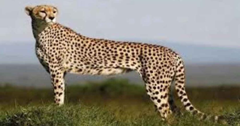 बोत्सवाना से आएंगे 8 चीते, 2032 तक आत्मनिर्भर आबादी का लक्ष्य तय