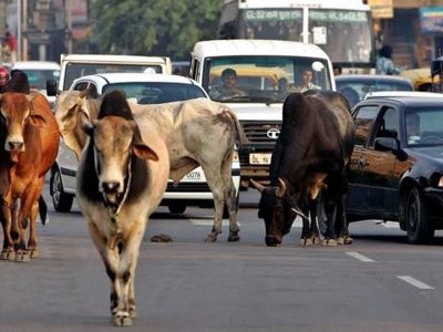 दो साल में MP की सड़कों से खत्म होंगे आवारा मवेशी, विधानसभा में BJP सरकार का दावा