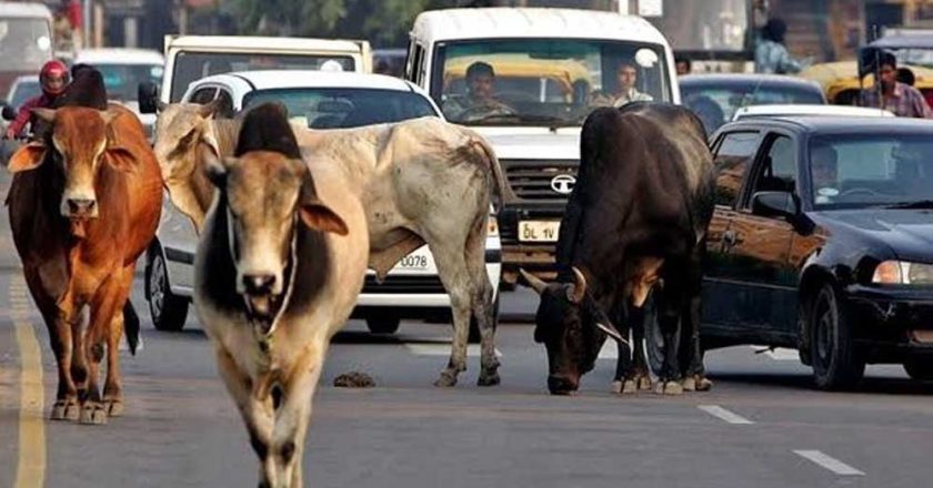 दो साल में MP की सड़कों से खत्म होंगे आवारा मवेशी, विधानसभा में BJP सरकार का दावा