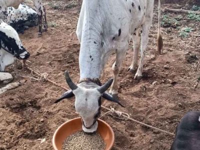 नस्ल सुधार से पशुपालकों की आय बढ़ाने की दिशा में ‘हिरण्यगर्भा अभियान’ मजबूत आधार