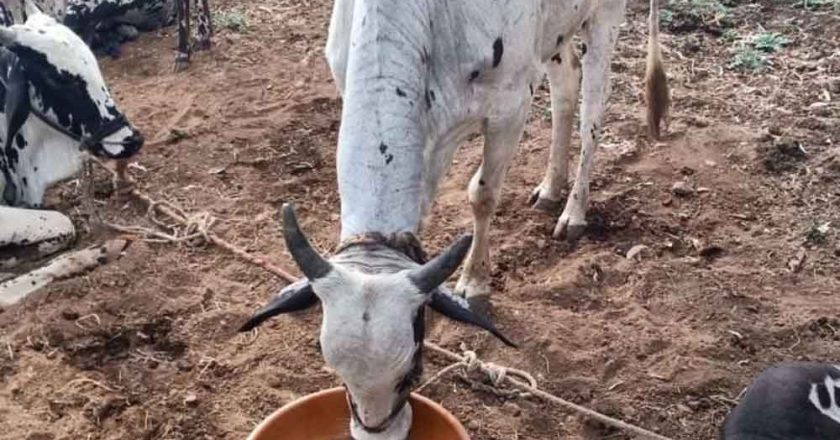 नस्ल सुधार से पशुपालकों की आय बढ़ाने की दिशा में ‘हिरण्यगर्भा अभियान’ मजबूत आधार