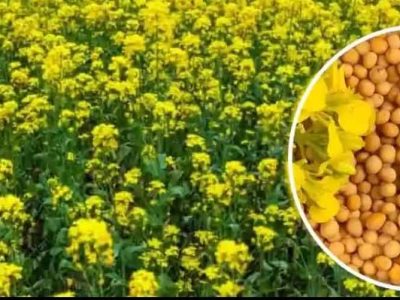 एमपी किसानों के लिए बड़ी राहत: अब सरसों पर भी मिलेगा भावांतर, सोयाबीन की तरह सरकार देगी कीमत का अंतर