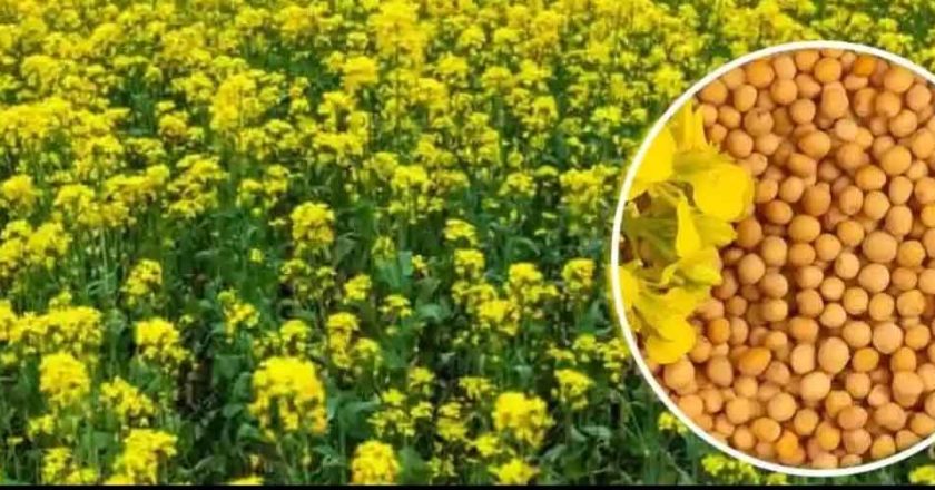 एमपी किसानों के लिए बड़ी राहत: अब सरसों पर भी मिलेगा भावांतर, सोयाबीन की तरह सरकार देगी कीमत का अंतर