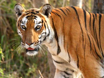 बांधवगढ़ में ढाई महीने में 8 बाघों की मौत, आधे मामलों का पैटर्न एक जैसा, हाईकोर्ट में उठा शिकार का सवाल