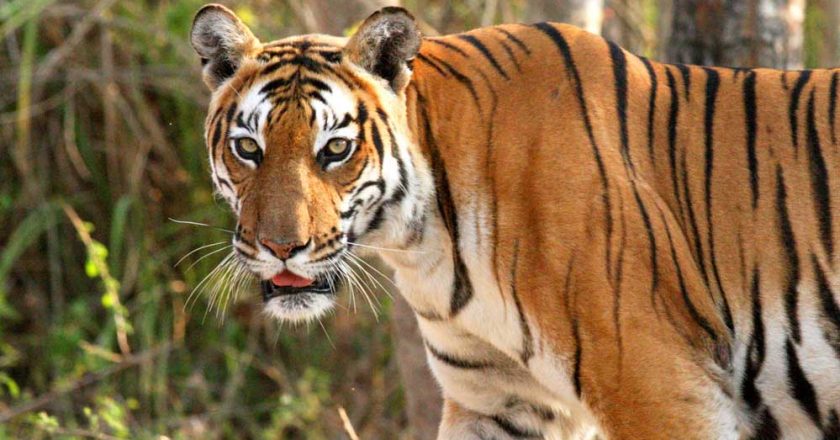 बांधवगढ़ में ढाई महीने में 8 बाघों की मौत, आधे मामलों का पैटर्न एक जैसा, हाईकोर्ट में उठा शिकार का सवाल