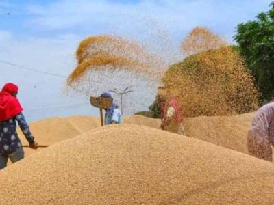 गेहूं का MSP 2585 रुपये तय, आष्टा मंडी में रबी सीजन की नीलामी शुरू