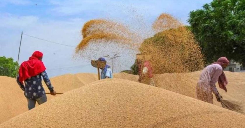 गेहूं का MSP 2585 रुपये तय, आष्टा मंडी में रबी सीजन की नीलामी शुरू