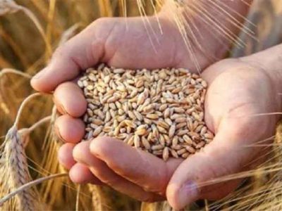 1.81 लाख किसानों ने कराया गेहूं उपार्जन के लिए पंजीयन, मंत्री राजपूत ने दी जानकारी