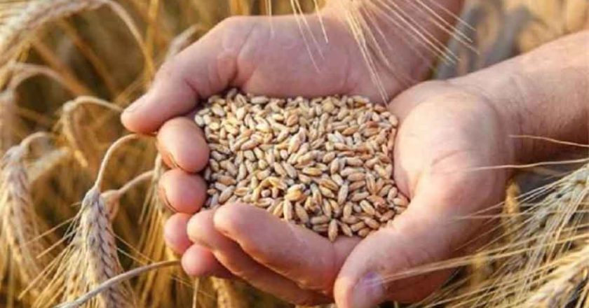 1.81 लाख किसानों ने कराया गेहूं उपार्जन के लिए पंजीयन, मंत्री राजपूत ने दी जानकारी