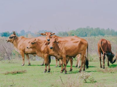 गुरुग्राम-नूंह सीमा पर बनेगा हरियाणा का पहला ‘गौ अभ्यारण्य’, 100 एकड़ में 10 हजार पशुओं को मिलेगा आश्रय