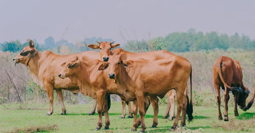 गुरुग्राम-नूंह सीमा पर बनेगा हरियाणा का पहला ‘गौ अभ्यारण्य’, 100 एकड़ में 10 हजार पशुओं को मिलेगा आश्रय