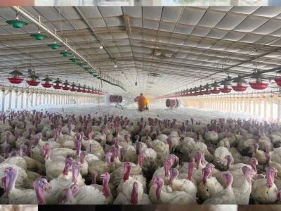 पोल्ट्री फार्म में 5000 से अधिक मुर्गियों की संदिग्ध मौत, बर्ड फ्लू की आशंका, पशु चिकित्सा विभाग में हड़कंप