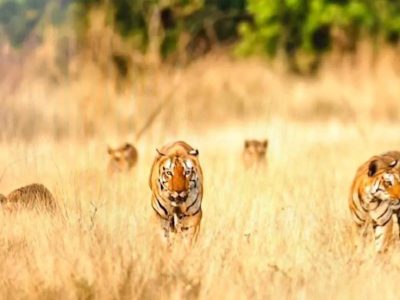 खिवनी अभयारण्य में दुर्लभ दृश्य: सड़क पर दिखा बाघ परिवार, 20 मिनट तक थमी रही टूरिस्ट की सांसें