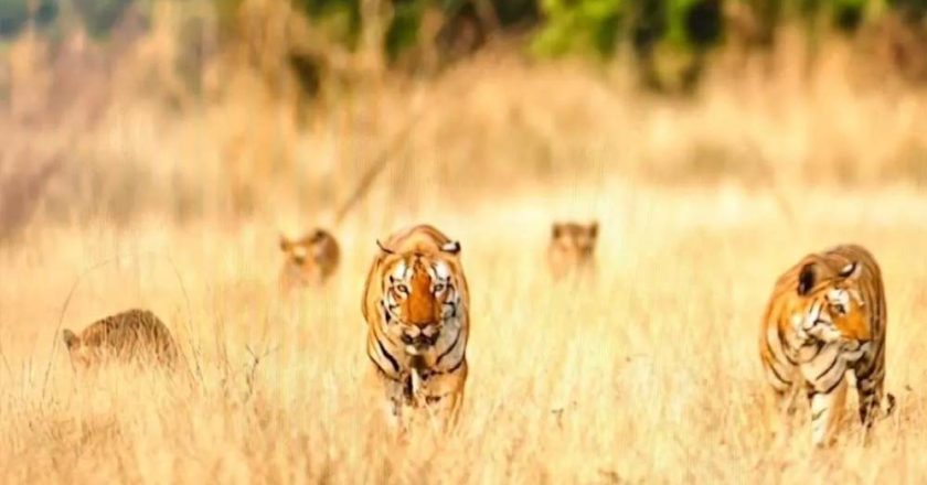 खिवनी अभयारण्य में दुर्लभ दृश्य: सड़क पर दिखा बाघ परिवार, 20 मिनट तक थमी रही टूरिस्ट की सांसें