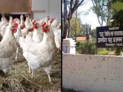 बिलासपुर में बर्ड फ्लू का कहर: 4400 मुर्गियों की मौत, 10 किमी दायरे में अलर्ट जारी