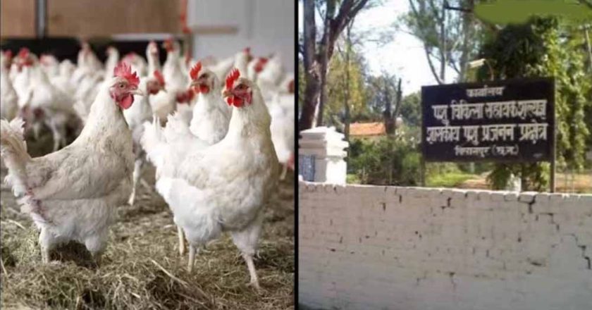 बिलासपुर में बर्ड फ्लू का कहर: 4400 मुर्गियों की मौत, 10 किमी दायरे में अलर्ट जारी