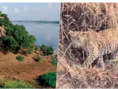 नर्मदा में बोटिंग के दौरान चट्टानों पर आराम करता दिखा तेंदुआ, पर्यटकों में मची हलचल