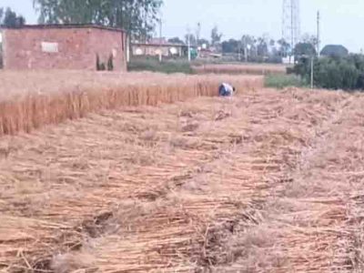 हरियाणा के कई जिलों में ओलावृष्टि और बारिश, मौसम विभाग ने जारी किया ऑरेंज अलर्ट