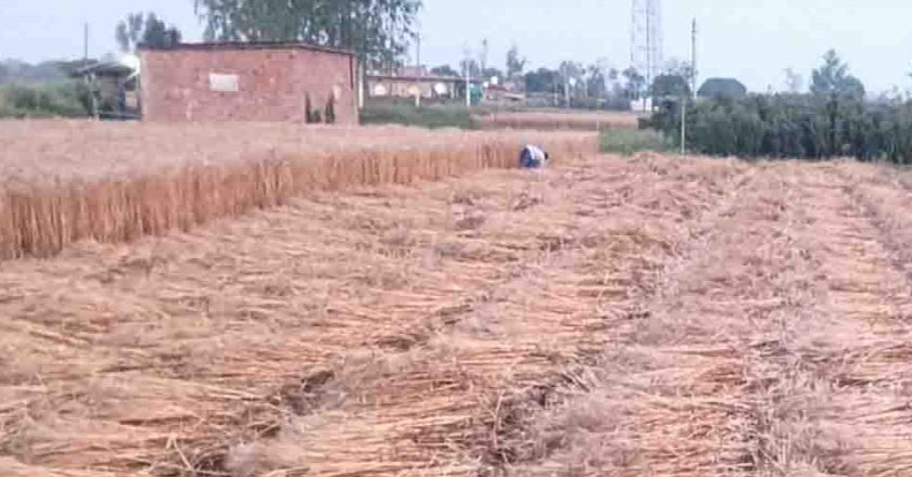 हरियाणा के कई जिलों में ओलावृष्टि और बारिश, मौसम विभाग ने जारी किया ऑरेंज अलर्ट