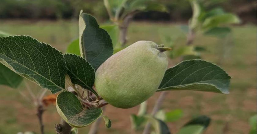 मध्य प्रदेश के सबसे ऊंचे स्थान पर सेब के बागान, पचमढ़ी में गर्म जलवायु में तोड़ा ठंडे इलाके का मिथक