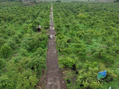 गांधीसागर बांध: 1.5 करोड़ पेड़ों में 65 लाख लोगों को ऑक्सीजन देने की क्षमता