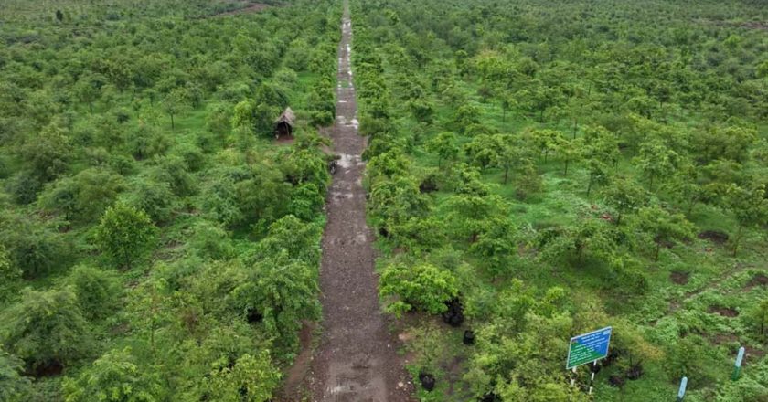 गांधीसागर बांध: 1.5 करोड़ पेड़ों में 65 लाख लोगों को ऑक्सीजन देने की क्षमता