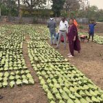 हरा सोना संग्राहकों की आय बढ़ाने के लिए बड़ा कदम, 920 करोड़ रुपए का होगा संभावित भुगतान