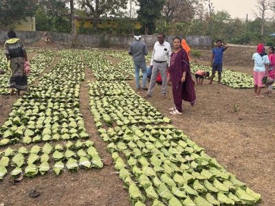 हरा सोना संग्राहकों की आय बढ़ाने के लिए बड़ा कदम, 920 करोड़ रुपए का होगा संभावित भुगतान