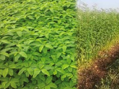हरी खाद- खेती में बढ़ेगा उत्पादन, मिट्टी की सेहत होगी बेहतर