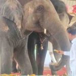 जयपुर के हाथी गांव में मना अनंत अंबानी का जन्मदिन, हाथियों ने काटा ढाई फीट ऊंचा केक और 3000 किलो फलों की उड़ाई दावत