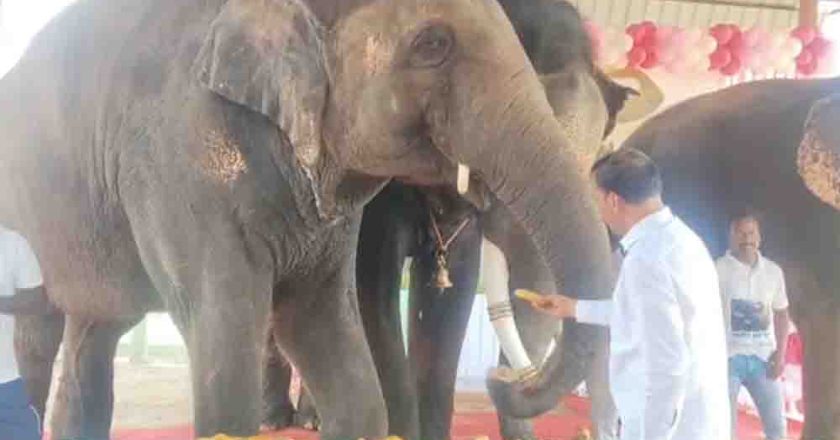 जयपुर के हाथी गांव में मना अनंत अंबानी का जन्मदिन, हाथियों ने काटा ढाई फीट ऊंचा केक और 3000 किलो फलों की उड़ाई दावत