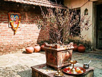 सूखी तुलसी भी बदल सकती है किस्मत, वास्तु के 3 चमत्कारी उपाय
