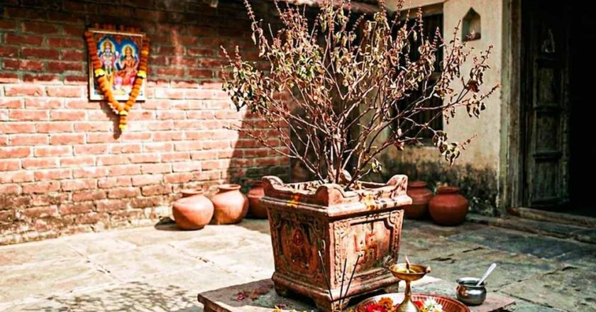 सूखी तुलसी भी बदल सकती है किस्मत, वास्तु के 3 चमत्कारी उपाय