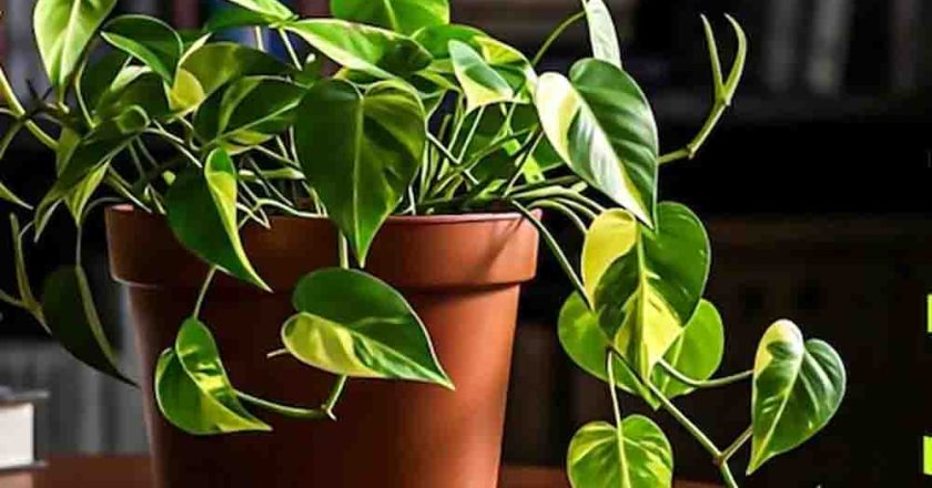 घर में लगा मनी प्लांट कहीं आपको कंगाल तो नहीं बना रहा? वास्तु की इन 5 गलतियों को आज ही सुधारें