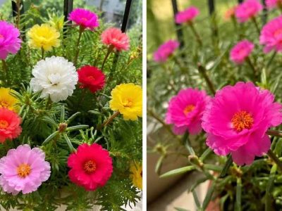 वास्तु टिप्स: मॉस रोज पौधा खोल सकता है किस्मत के बंद दरवाजे