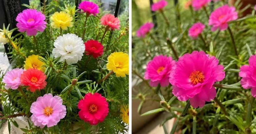 वास्तु टिप्स: मॉस रोज पौधा खोल सकता है किस्मत के बंद दरवाजे