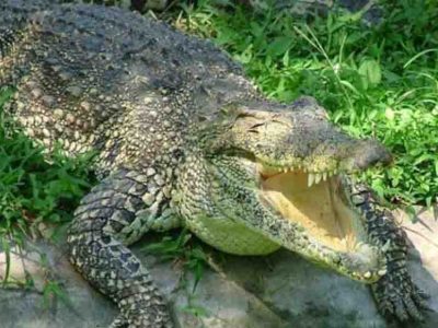 पीलीभीत,मौत के जबड़े से बेटे को खींच लाया पिता, निहत्थे होकर मगरमच्छ से भिड़ गए प्रेम शंकर