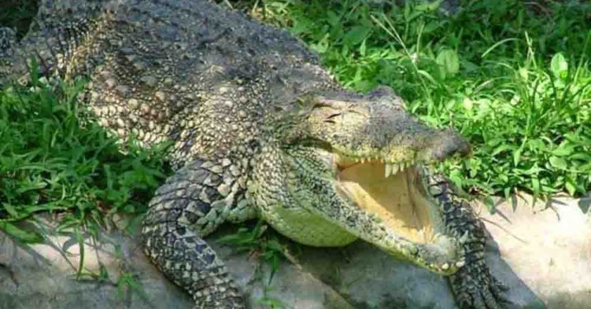 पीलीभीत,मौत के जबड़े से बेटे को खींच लाया पिता, निहत्थे होकर मगरमच्छ से भिड़ गए प्रेम शंकर