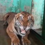 कानन में खास खुराक: बाघ-बाघिन को चिकन, 17 दिन बाद सांपों को मिले चूजे