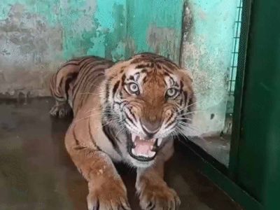 कानन में खास खुराक: बाघ-बाघिन को चिकन, 17 दिन बाद सांपों को मिले चूजे