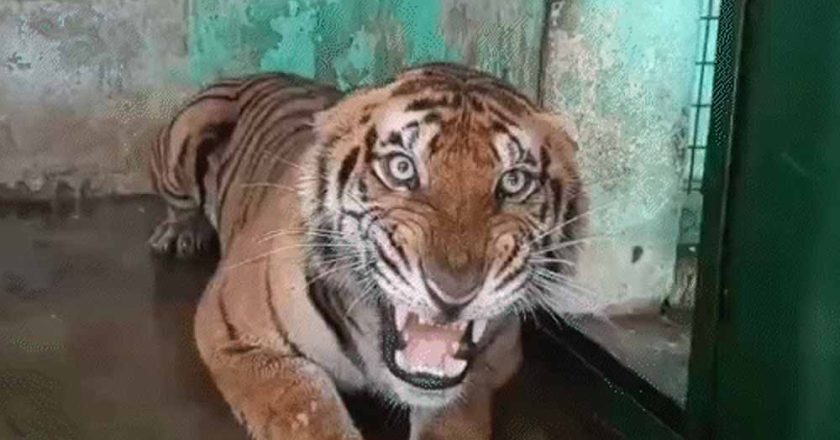 कानन में खास खुराक: बाघ-बाघिन को चिकन, 17 दिन बाद सांपों को मिले चूजे