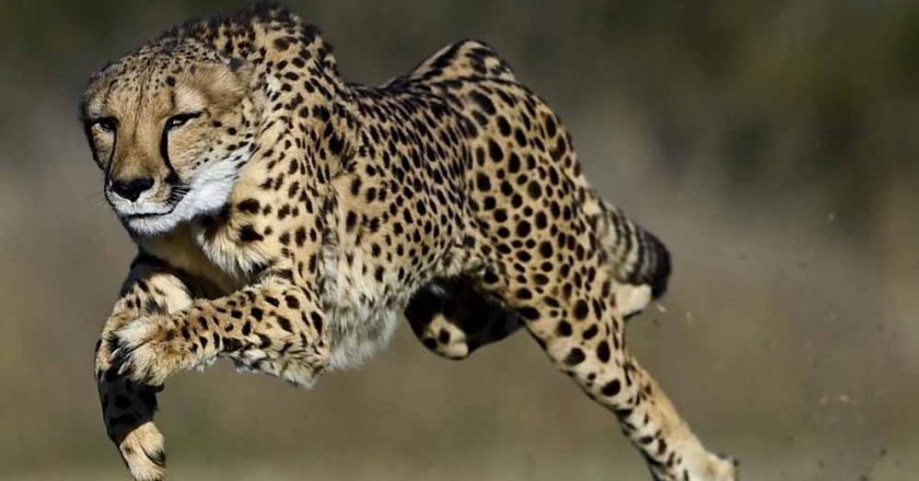 कूनो बना चीतों का ग्लोबल ब्रीडिंग सेंटर, 3 माह में 4 मादा चीता बनीं मां, प्रबंधन ने बदली रणनीति