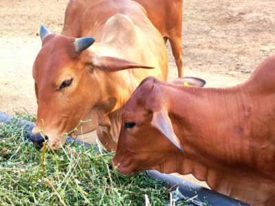 गोरस मोबाइल ऐप से पशुपालकों को मिलेगी जानकारी, बढ़ेगा दूध उत्पादन, पशुपालकों की आय में होगा इजाफा