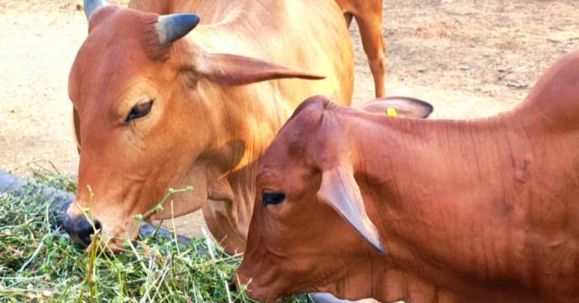 गोरस मोबाइल ऐप से पशुपालकों को मिलेगी जानकारी, बढ़ेगा दूध उत्पादन, पशुपालकों की आय में होगा इजाफा