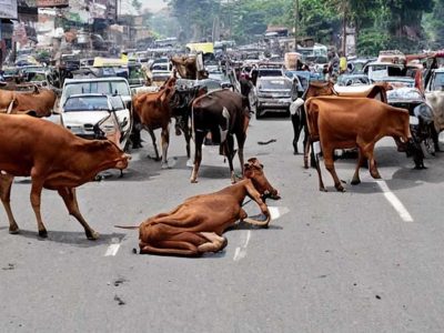 मध्य प्रदेश के 40 लाख आवारा पशुओं को मिलेगा 12 अंकों का खास कोड, केसरिया टैग से होगी पहचान