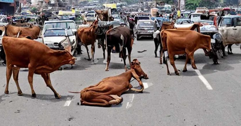 मध्य प्रदेश के 40 लाख आवारा पशुओं को मिलेगा 12 अंकों का खास कोड, केसरिया टैग से होगी पहचान