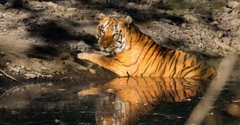 खिवनी अभयारण्य बनेगा वन्यजीव संरक्षण और इको-टूरिज्म का आदर्श मॉडल : मुख्यमंत्री डॉ. यादव