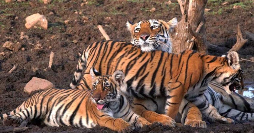 54 बाघों की मौत से हिला सिस्टम, रिजर्व के बाहर भी मिलेगा स्पेशल प्रोटेक्शन, जानिए नई TOTR स्कीम